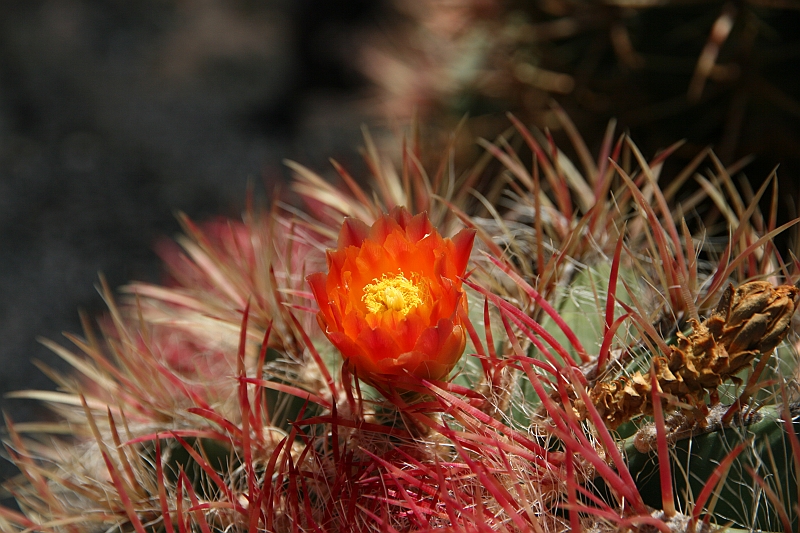 Kanary_2010 215